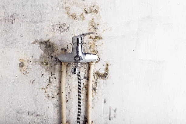 Best Same-Day Mold Removal  in Blackwater, AZ