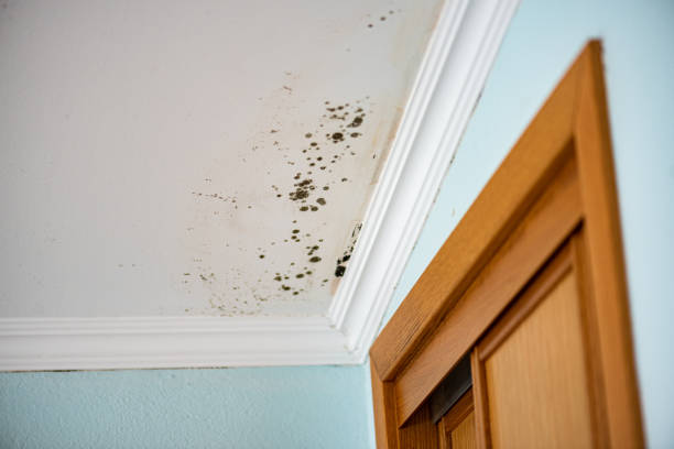 Best Commercial Mold Removal  in Blackwater, AZ