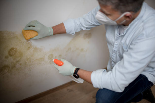 Best Certified Mold Removal  in Blackwater, AZ