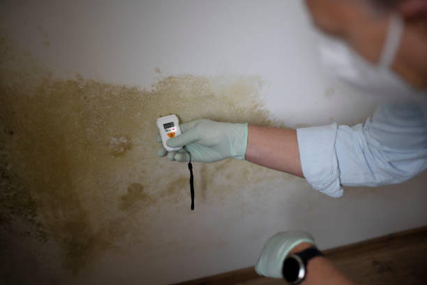 Best Home Mold Removal  in Blackwater, AZ
