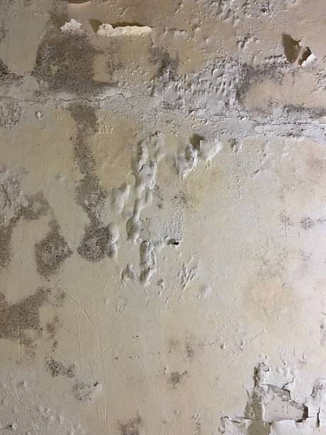 Office Mold Removal Services in Blackwater, AZ