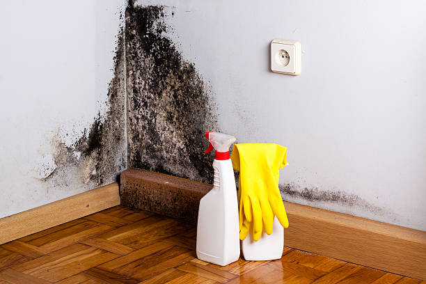Best Mold Remediation  in Blackwater, AZ