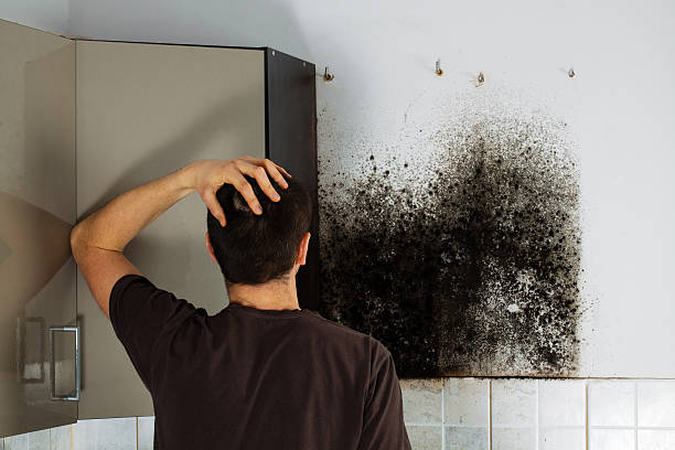 Best Mold Removal Company Near Me  in Blackwater, AZ