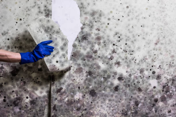 Best Home Mold Removal  in Blackwater, AZ