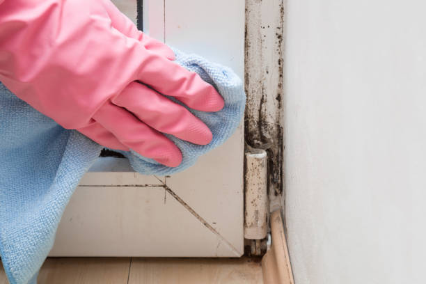 Best Same-Day Mold Removal  in Blackwater, AZ