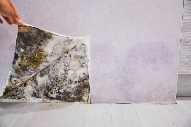 Best Certified Mold Removal  in Blackwater, AZ